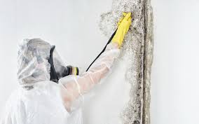 Olton, TX Mold Remediation Company